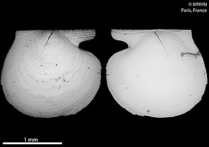 Όστρακο του είδους Micropecten reticulatus στο MNHN (Παρίσι)