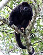 Ogrnuti urlikavac (Alouatta palliata)