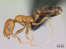 Monomorium xuthosoma