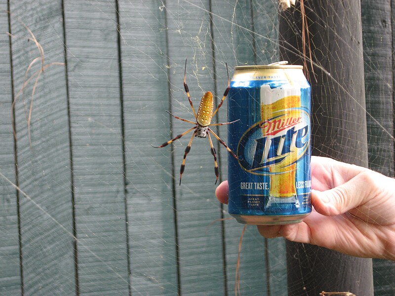 800px-Nephila_clavipes_perspective.JPG