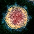 Ein Coronavirus Een coronavirus