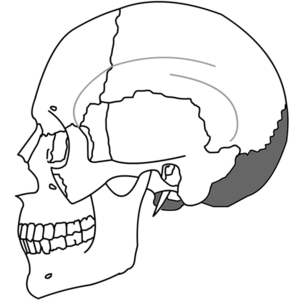 English: The occipital bone and its position. ...