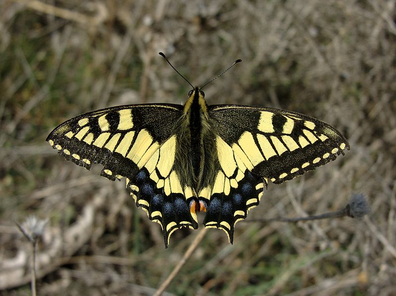 Archivo:Papilio machaon M 1.jpg