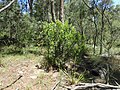 Persoonia cornifolia growing near Cathedral Rock National Park