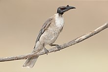 Un oiseau gris et noir avec une tête et un long bec noirs sur fond gris posé sur une branche.