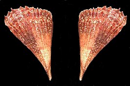 Pinna carnea