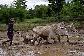 Rizière avec des bœufs de trait, Inde