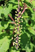 Pokeweed