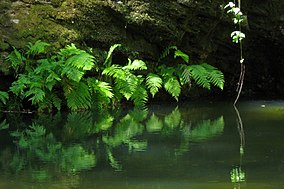 Государственный парк Портола Редвудс, ferns.jpg