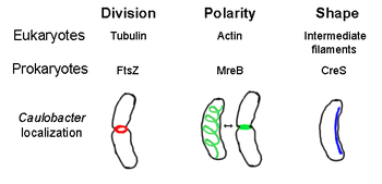 Elements of the Caulobacter crescentus cytoskeleton. The prokaryotic cytoskeletal elements are matched with their eukaryotic homologue and hypothesized cellular function. Prokaryotic Cytoskeleton.png