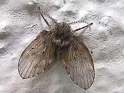 Clogmia albipunctata.