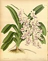 Aerides expansa The Orchid Album 1888