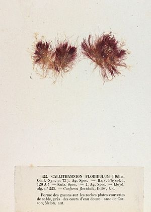Rhodothamniella floridula