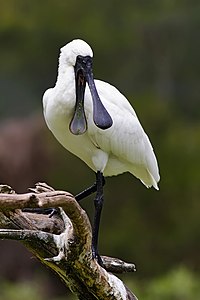 Royal spoonbill with open beak, by Fir0002