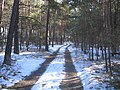 Ruhland, An der Bernsdorfer Straße (Flurname), Waldweg am Kaskeberg, Blick nach Osten, Winter; links des Weges liegt die Binnendüne (hier nicht im Bild)