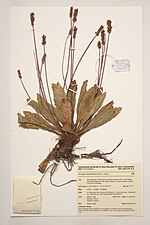 Te Papa herbarium specimen collected in Kahurangi National Park, South Island, New Zealand in 2018