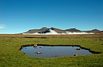 Miniatura para Pradera altimontana de los Drakensberg