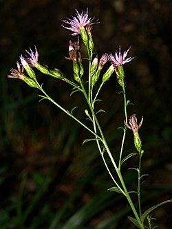 Krāsu zeltlape (Serratula tinctortia)