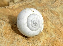 Sphincterochila boissieri in Hamakhtesh Hagadol, northern Negev. Diameter is 2.1 cm. Sphincterochila boissieri Negev.jpg