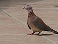 Palmtaube Laughing Dove