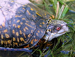 Parastais kārbbruņrupucis (Terrapene carolina')