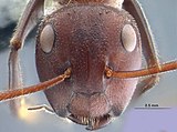 Head of Colobopsis explodens worker