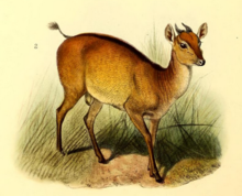 Kniha antilop (1894) Cephalophus ogilbyi.png