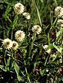 Berg-Klee (Trifolium montanum)[14]