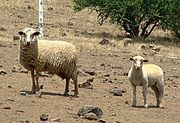 Two sheep in Santiago, Chile