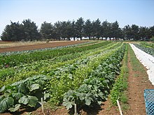 Organic farm rows UCSC farm rows.jpg