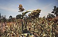 Campo de sorgo, illa Ukerewe, Tanzania