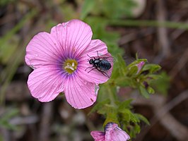 Usia bicolor