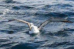 Blankakrona albatroso