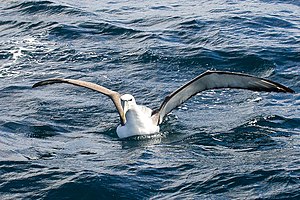 Blankakrona albatroso