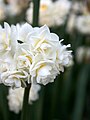 Narcissus 'Erlicheer'