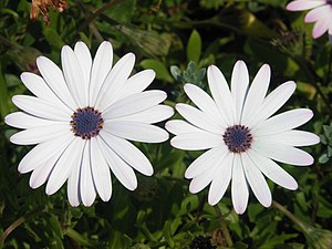 White flowers of Osteospermum ecklonis