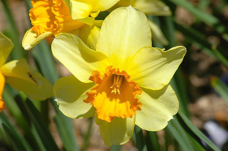 Ficheiro:Yellow Daffodil.jpg