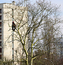 Homme casqué, perché sur l'arbre qu'il élague à l'aide d'une scie.