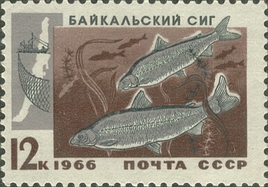 1966 год: Байкальский сиг