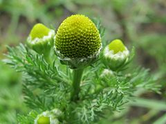 Matricaria discoidea