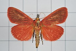 Arctioblepsis rubida