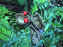 Abrus precatorius pods.jpg