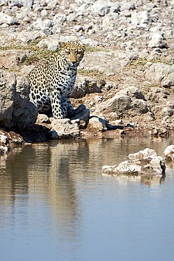African Leopard (panthera pardus pardus) drinking at Okevi waterhole in Etosha