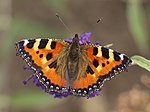 Aglais urticae LC0310.jpg