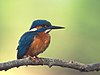 Vodomar (Alcedo atthis)