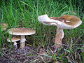 Amanita rubescens