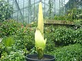 A titánbuzogány (Amorphophallus titanum) a trópusokon él, és hatalmas virágot növeszt