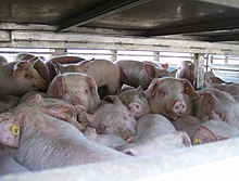 Inside a truck transporting farm animals to slaughter. Dehydration, injuries, stress, and disease are common during preslaughter transport, and cramped and unhygienic conditions are typical of the process. Animal transport 5.jpg