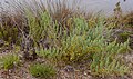 Esparraguera del Mar Menor (Asparagus macrorrhizus) endemismo exclusivo del entorno de la laguna en grave peligro de extinción.