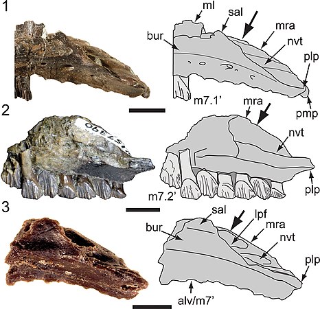 Maxil·lars d'Atlascopcosaurus (2 i 3) comparats amb els de Galleonosaurus (1)